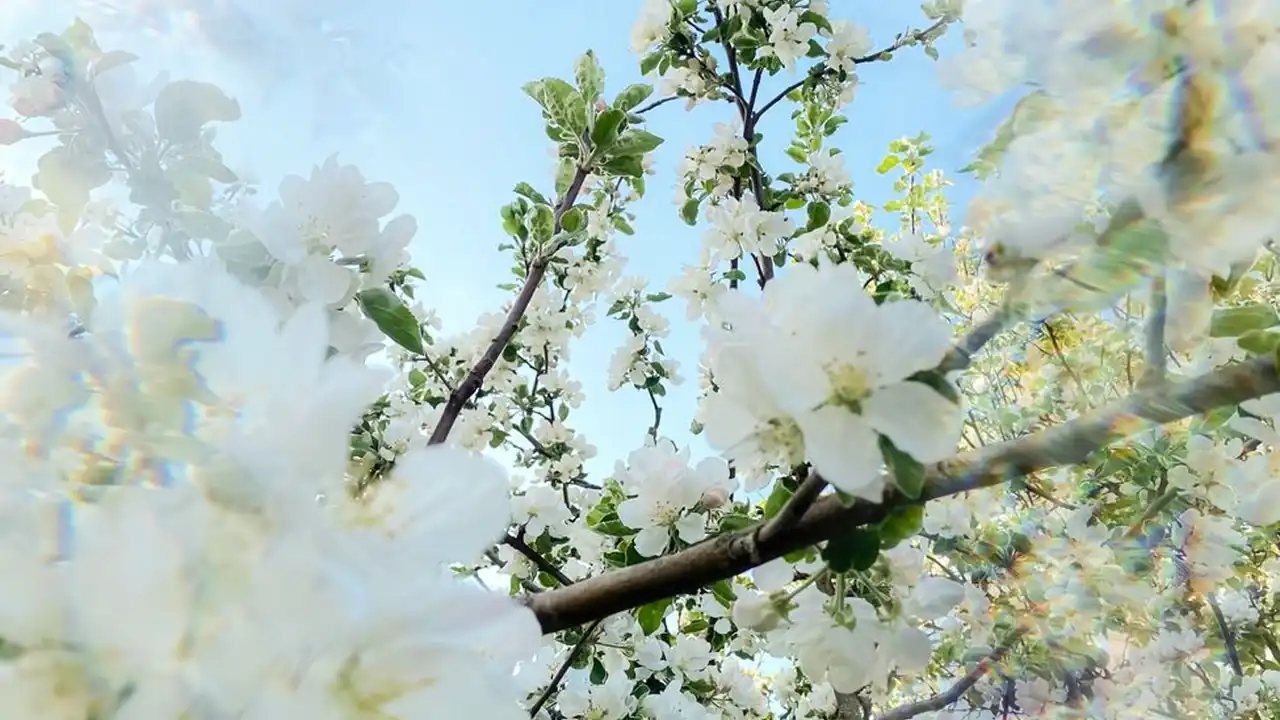 菲菲影视城是什么平台，怎么用？