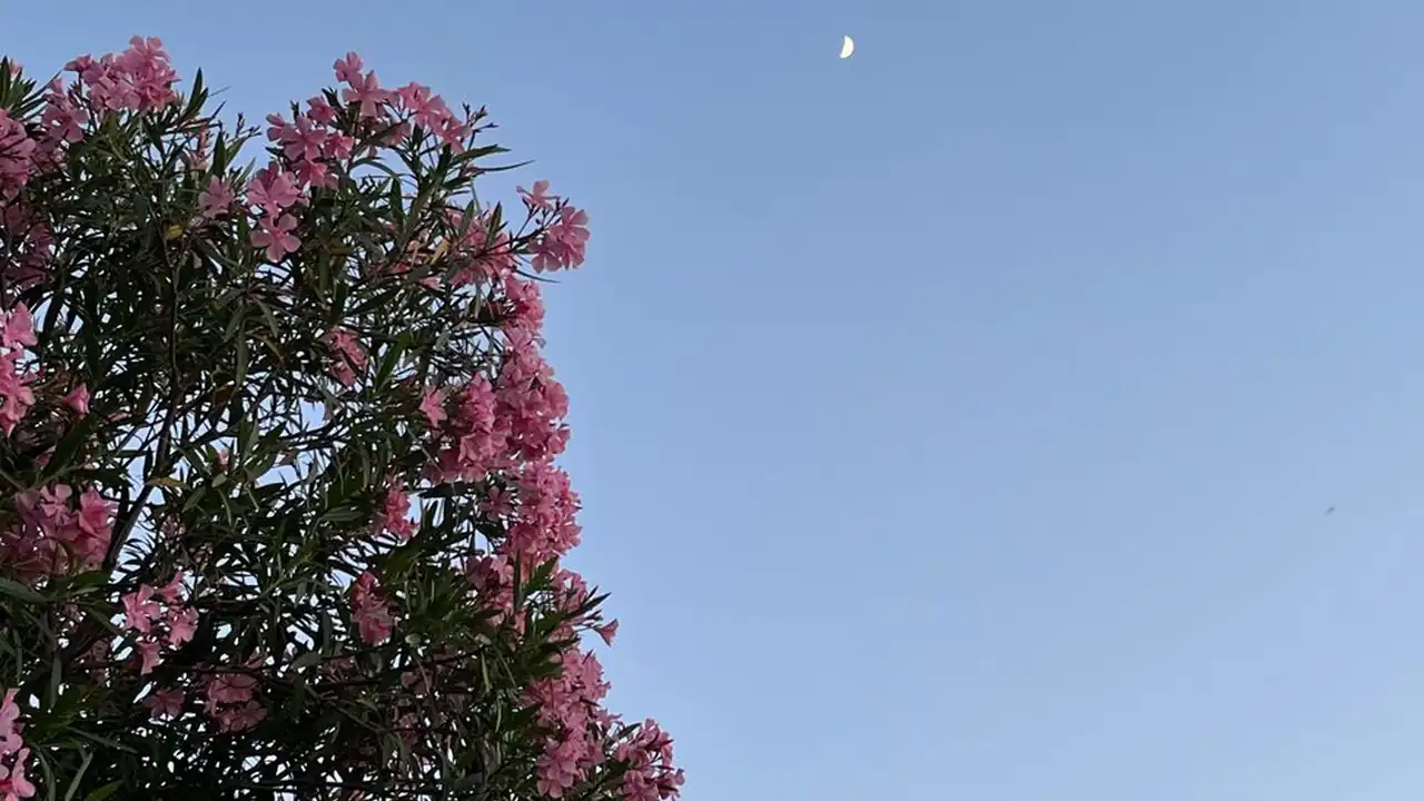 陈耀成头像