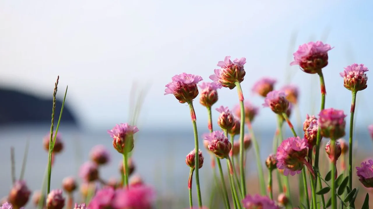 算死草qvod链接怎么才能正常播放？